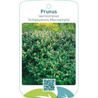 Prunus laurocerasus ‘Schipkaensis Macrophylla’