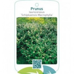 Prunus laurocerasus ‘Schipkaensis Macrophylla’