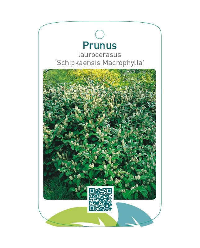 Prunus laurocerasus ‘Schipkaensis Macrophylla’