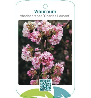 Viburnum xbodnantense ‘Charles Lamont’