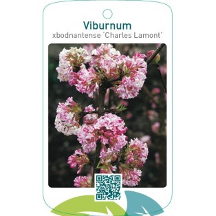 Viburnum xbodnantense ‘Charles Lamont’