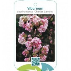 Viburnum xbodnantense ‘Charles Lamont’
