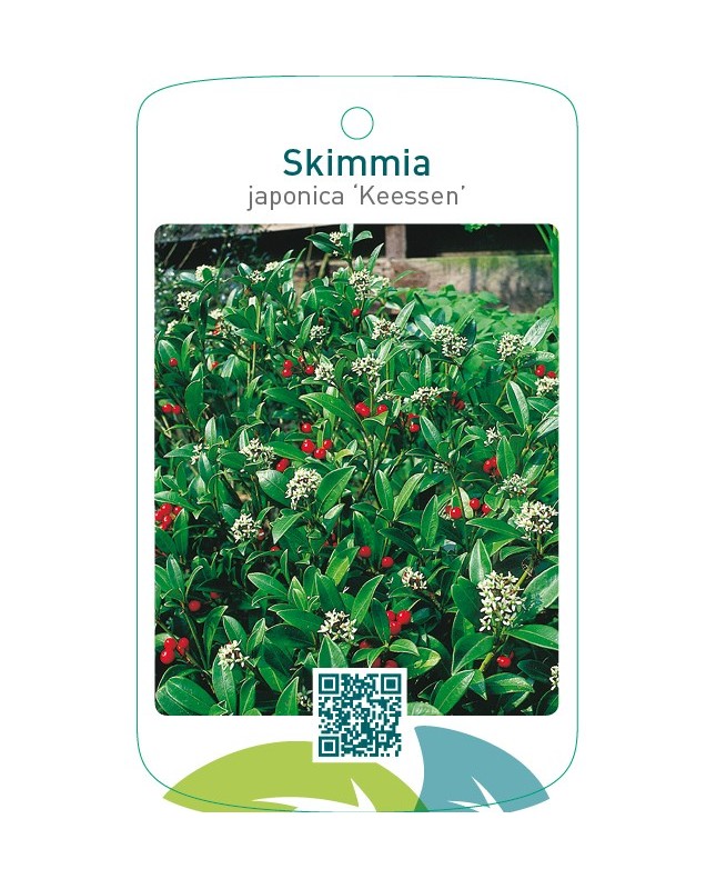 Skimmia japonica ‘Keessen’