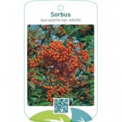 Sorbus aucuparia var. moravica