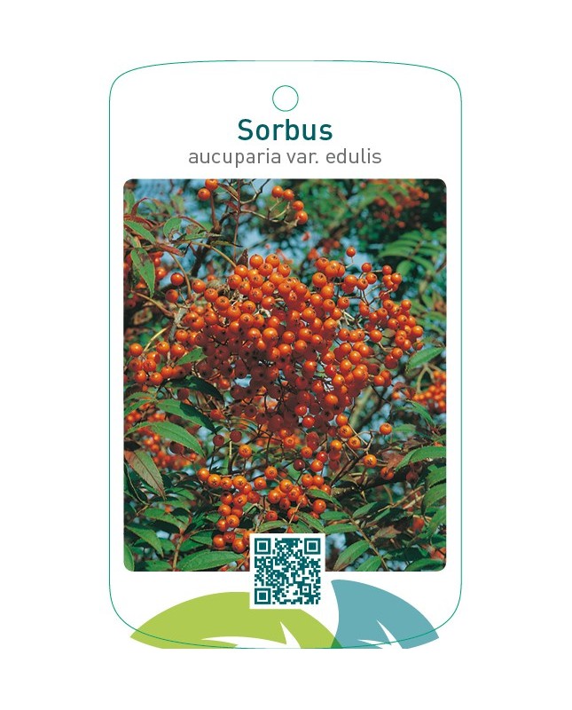 Sorbus aucuparia var. moravica