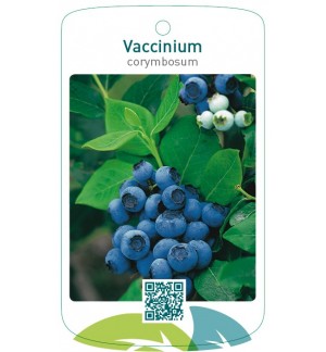 Vaccinium corymbosum