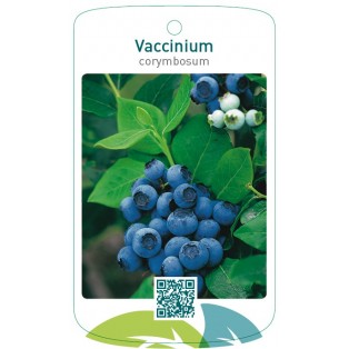 Vaccinium corymbosum