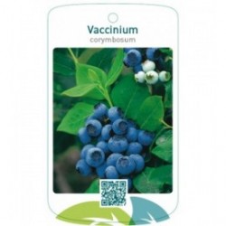 Vaccinium corymbosum