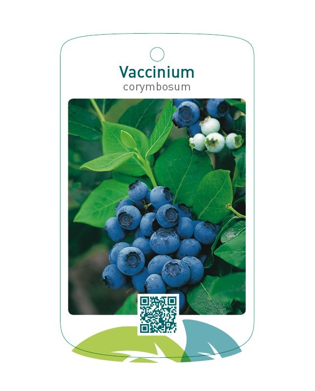 Vaccinium corymbosum