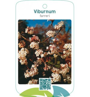 Viburnum farreri
