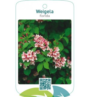 Weigela florida