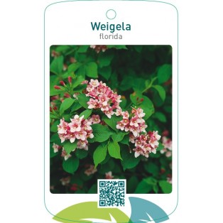 Weigela florida