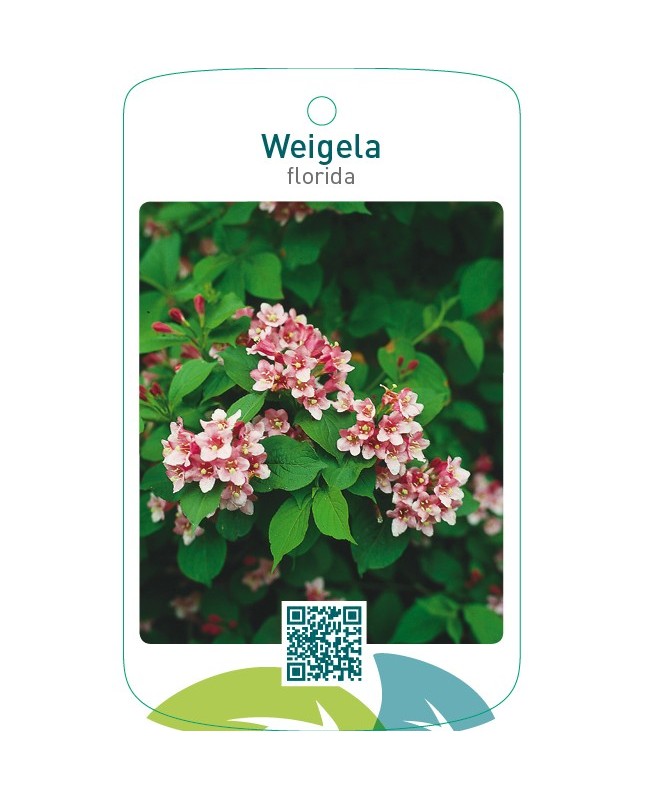 Weigela florida