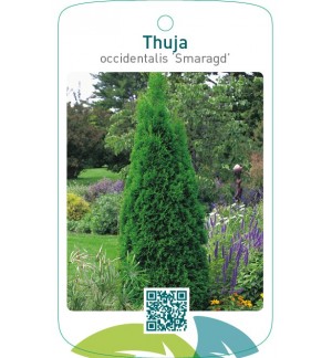 Thuja occidentalis ‘Smaragd’