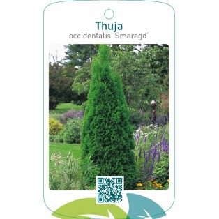 Thuja occidentalis ‘Smaragd’