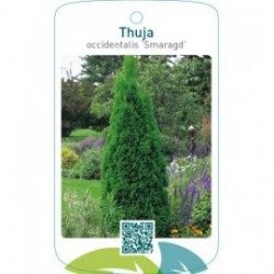Thuja occidentalis ‘Smaragd’