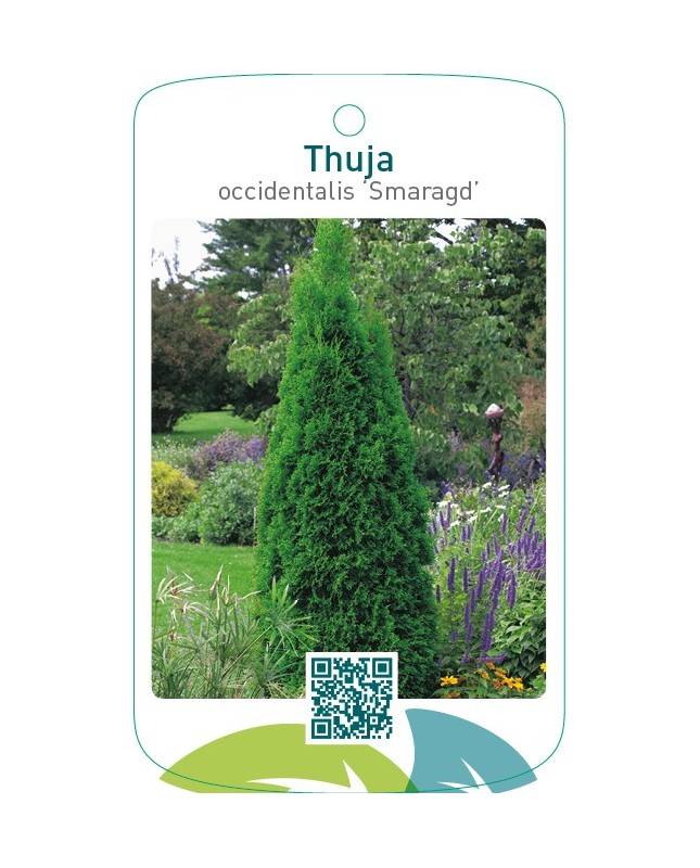 Thuja occidentalis ‘Smaragd’