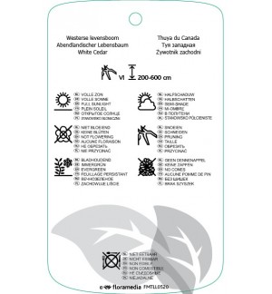Etichette di Thuja occidintalis ‘Smaragd’ *