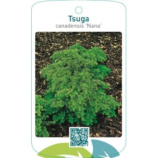 Tsuga canadensis ‘Nana’