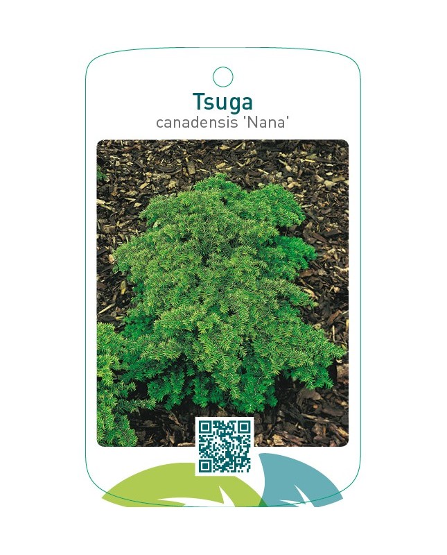 Tsuga canadensis ‘Nana’