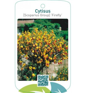 Cytisus [Scoparius Group] ‘Firefly’