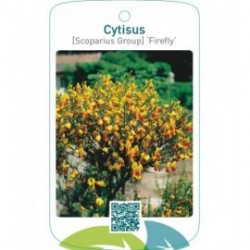Cytisus [Scoparius Group] ‘Firefly’
