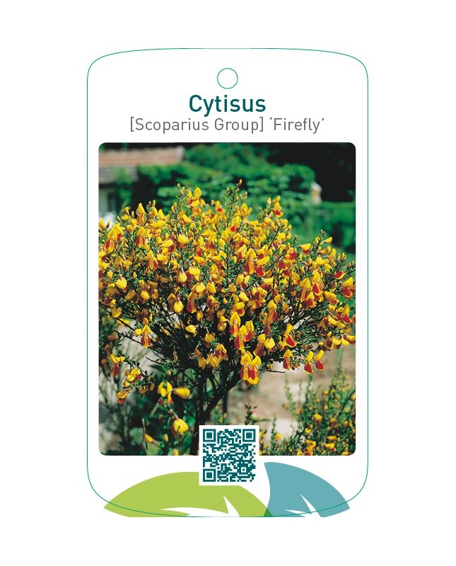 Cytisus [Scoparius Group] ‘Firefly’