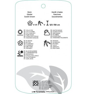 Etichette di Cytisus [Scoparius Group] ‘Firefly’ *