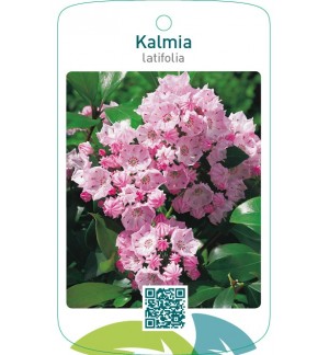 Kalmia latifolia