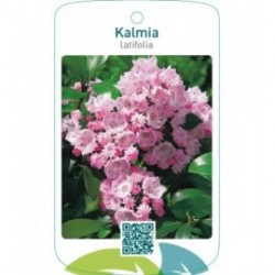 Kalmia latifolia