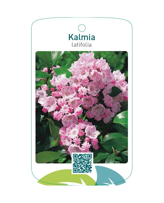 Kalmia latifolia