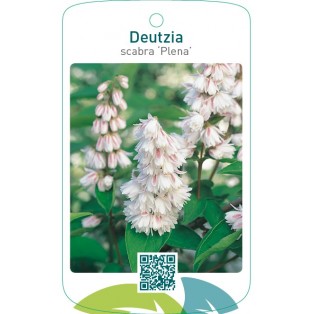 Deutzia scabra ‘Plena’