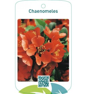 Chaenomeles  oranje
