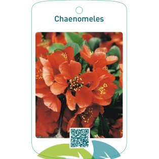 Chaenomeles  oranje