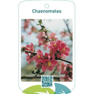 Chaenomeles roze