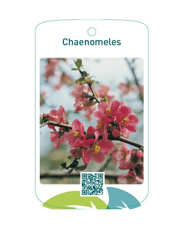 Chaenomeles roze