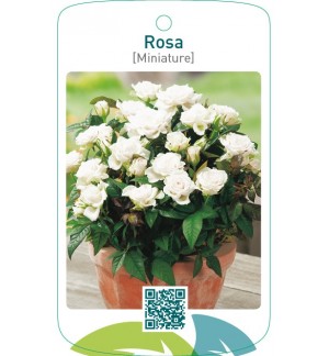 Rosa [Miniature]  wit