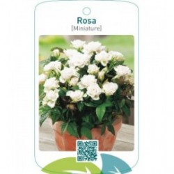 Rosa [Miniature]  wit