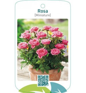 Rosa [Miniature]  lichtroze