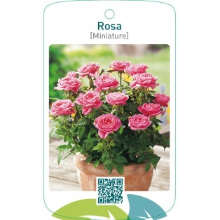 Rosa [Miniature]  lichtroze