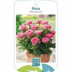 Rosa [Miniature]  lichtroze