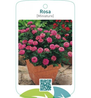 Rosa [Miniature]  donkerroze