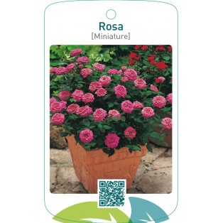 Rosa [Miniature]  donkerroze
