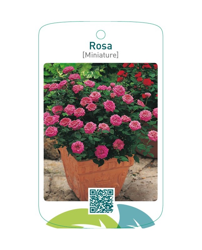 Rosa [Miniature]  donkerroze