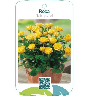 Rosa [Miniature] donkergeel