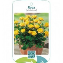 Rosa [Miniature] donkergeel