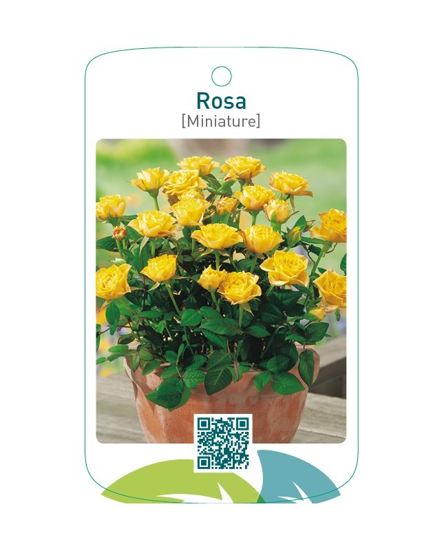 Rosa [Miniature] donkergeel