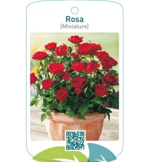 Rosa [Miniature]  rood