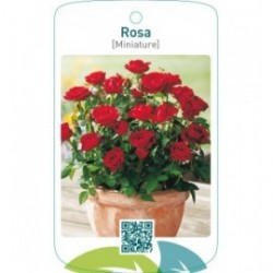 Rosa [Miniature]  rood