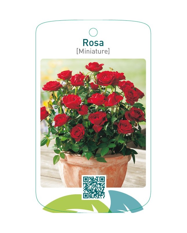 Rosa [Miniature]  rood